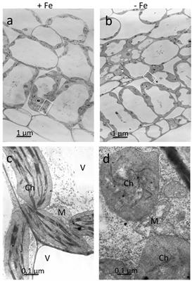 Cellular Fractionation and Nanoscopic X-Ray Fluorescence Imaging Analyses Reveal Changes of Zinc Distribution in Leaf Cells of Iron-Deficient Plants